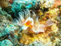   Sealife DC1400 Pro Duo depth 2025m little flash light macro settings water currents 20-25m 20 25m  